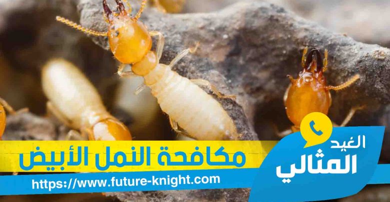شركة مكافحة النمل الأبيض بالخبر 0503298969 الغيد المثالي 1 شركة مكافحة النمل الأبيض بالخبر