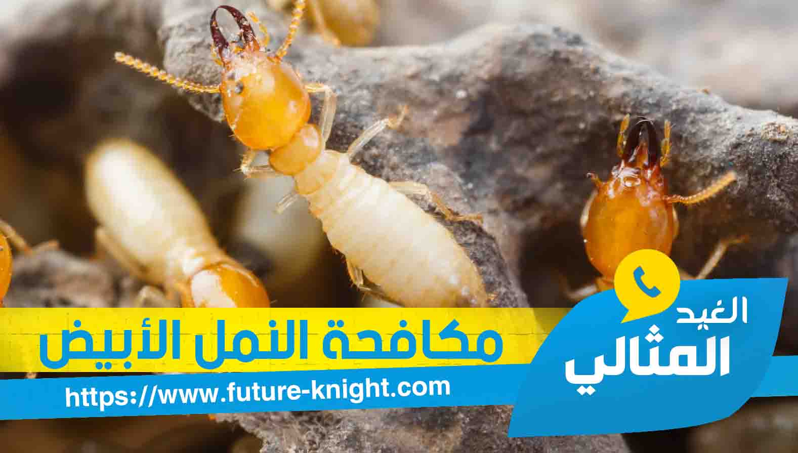 شركة مكافحة النمل الأبيض بالخبر