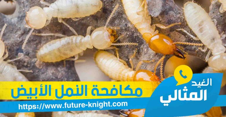 شركة مكافحة النمل الابيض بالدمام 0503298969 الغيد المثالي 1 شركة رش حشرات بالدمام