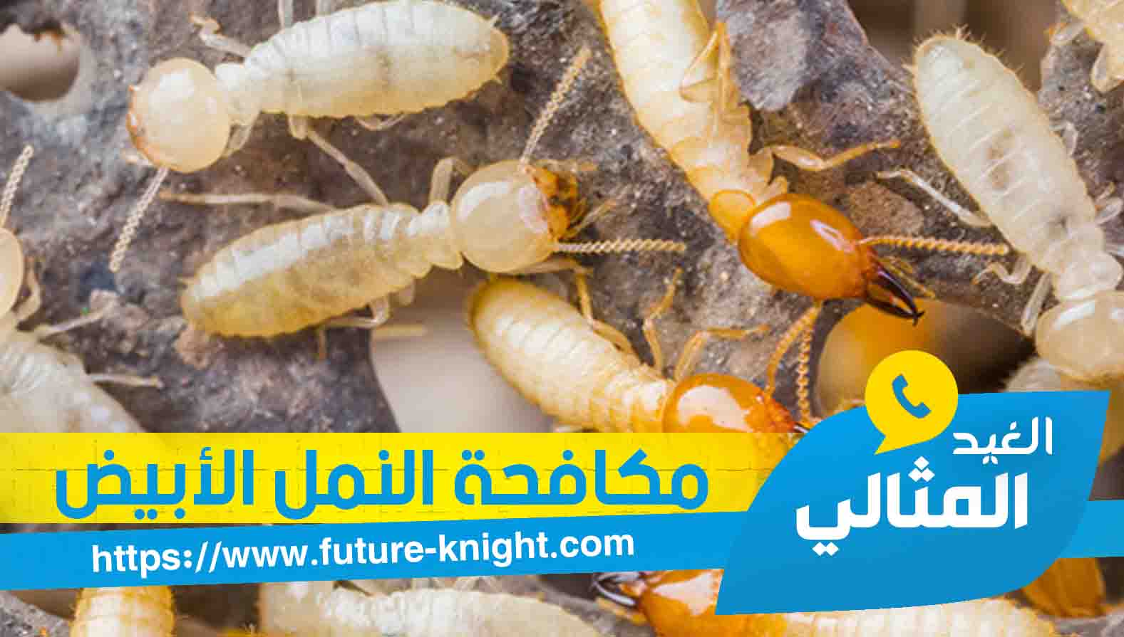 شركة رش حشرات بالدمام 0503298969 الغيد المثالي 4 شركة رش حشرات بالدمام