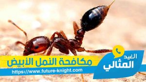 شركة مكافحة النمل الأبيض بالقطيف