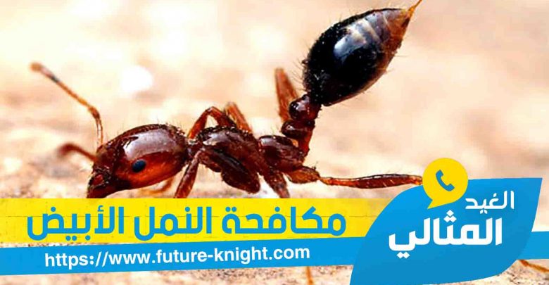 شركة مكافحة النمل الأبيض بالقطيف 0503298969 الغيد المثالي 1 شركة رش حشرات بالدمام