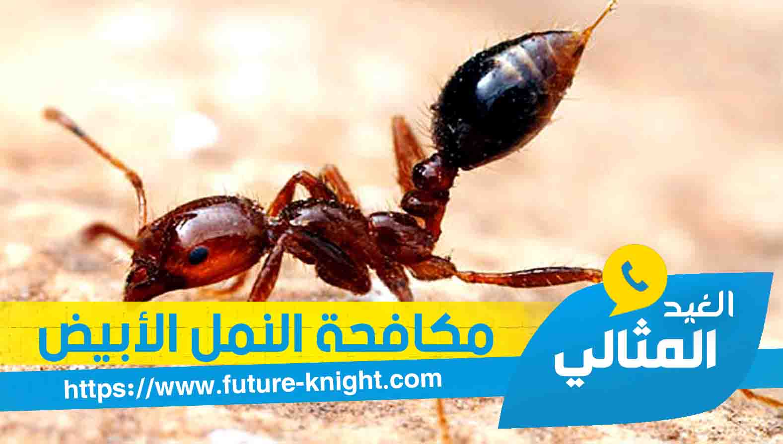 شركة رش حشرات بالدمام 0503298969 الغيد المثالي 3 شركة رش حشرات بالدمام