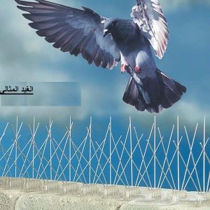 شركة مكافحة الحمام بالقطيف 3 شركة مكافحة الحمام بالقطيف