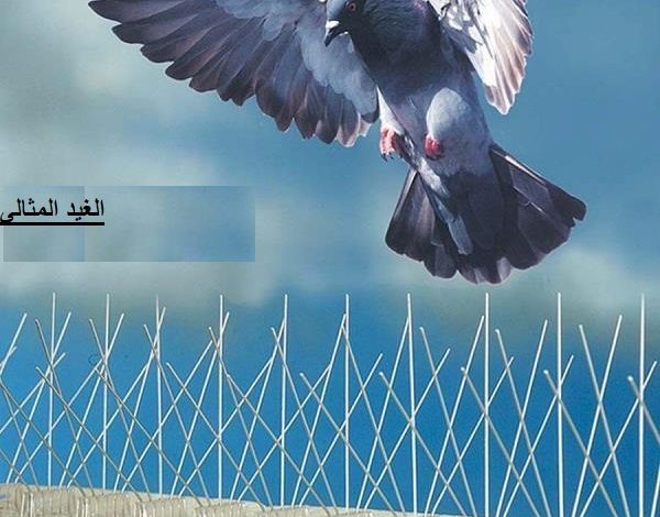 شركة مكافحة الحمام بالخبر 1 شركة مكافحة الحمام بالقطيف