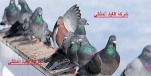 شركة مكافحة الحمام بالقطيف 2 شركة مكافحة الحمام بالقطيف
