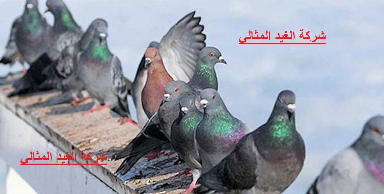 شركة مكافحة الحمام بالدمام 3 شركة مكافحة الحمام بالدمام